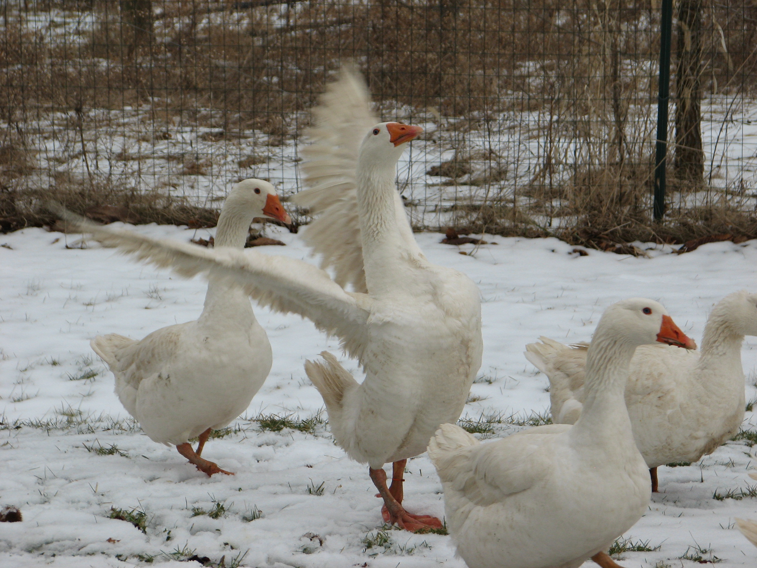 Embden Geese