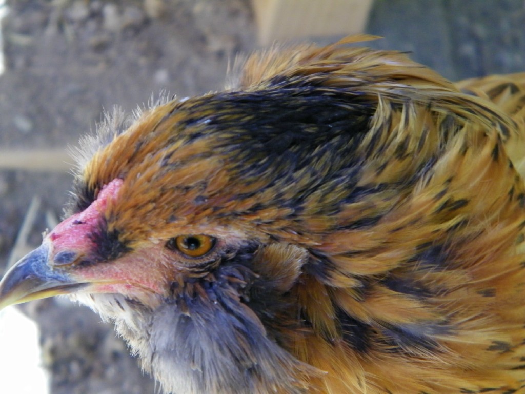 Ember @ 4 months closeup