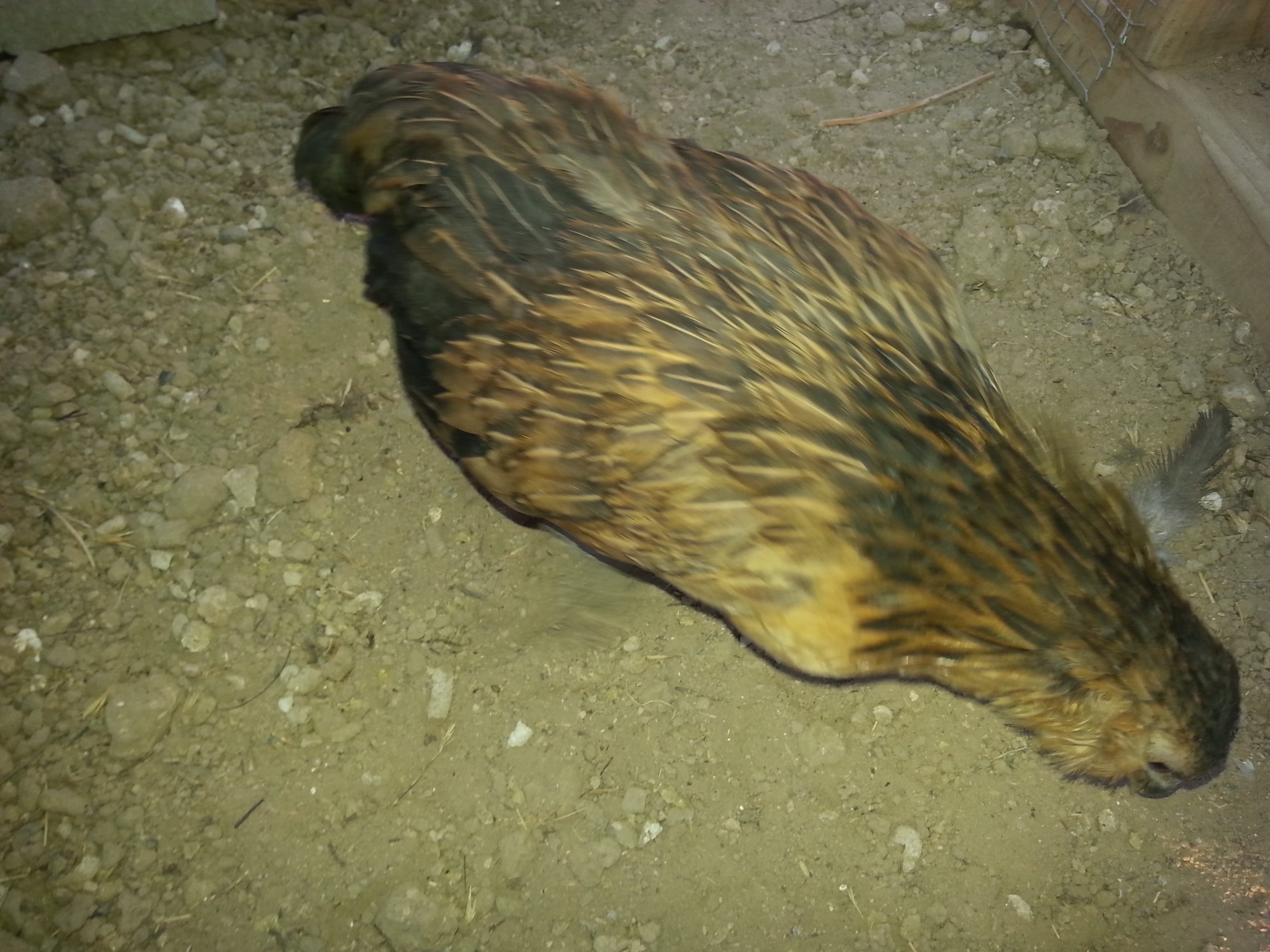 ember a Belgian d'anver