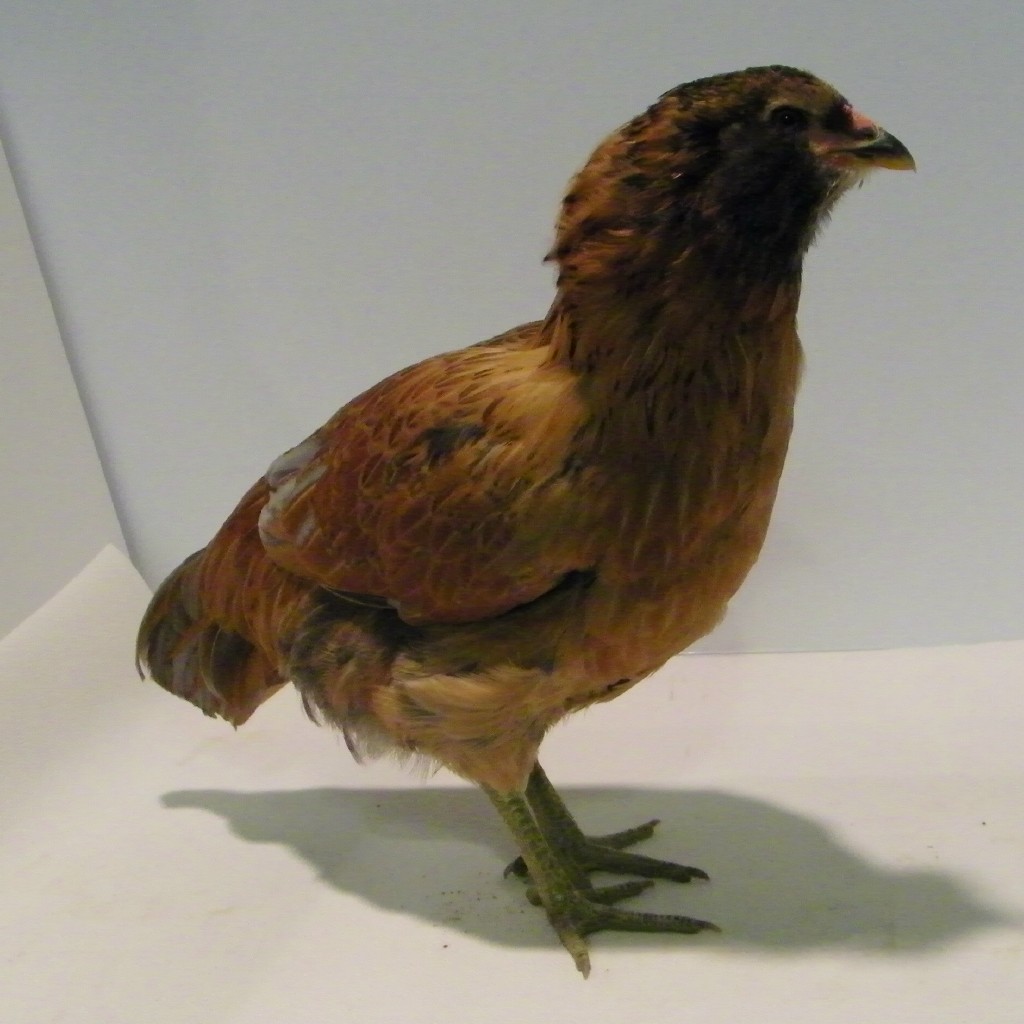 "Ember" Easter Egger @ 12 wks