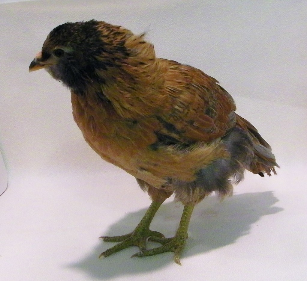 "Ember" @ Easter Egger @ 7 wks