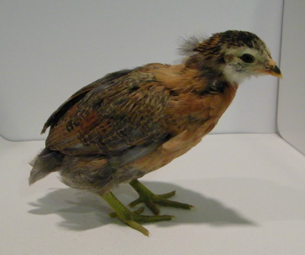 "Ember" Golden Easter Egger @ 4 weeks