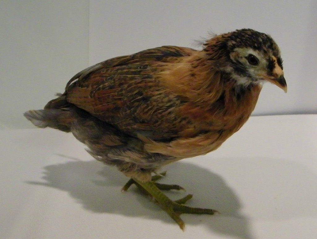 "Ember" Golden Easter Egger @ 5 weeks