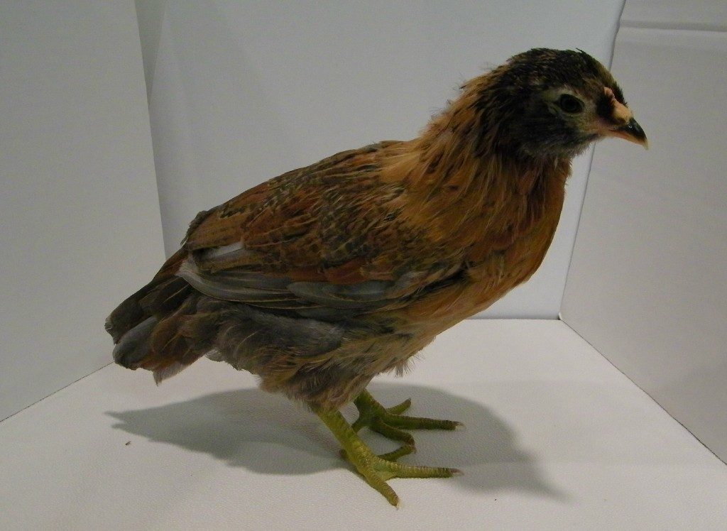 "Ember" golden Easter Egger @ 6 weeks