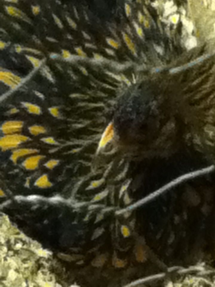 Embroidery the Cochin pullet