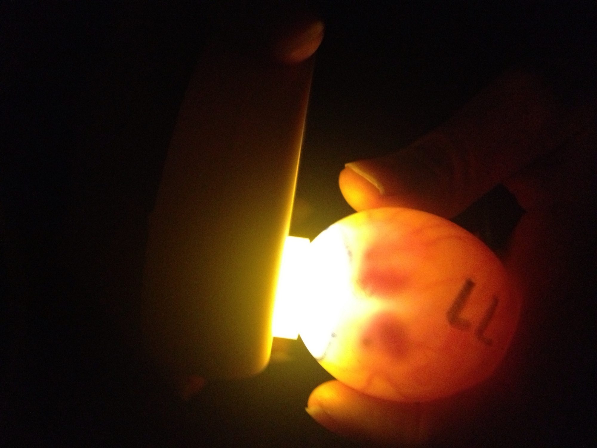 embryos 10 days old