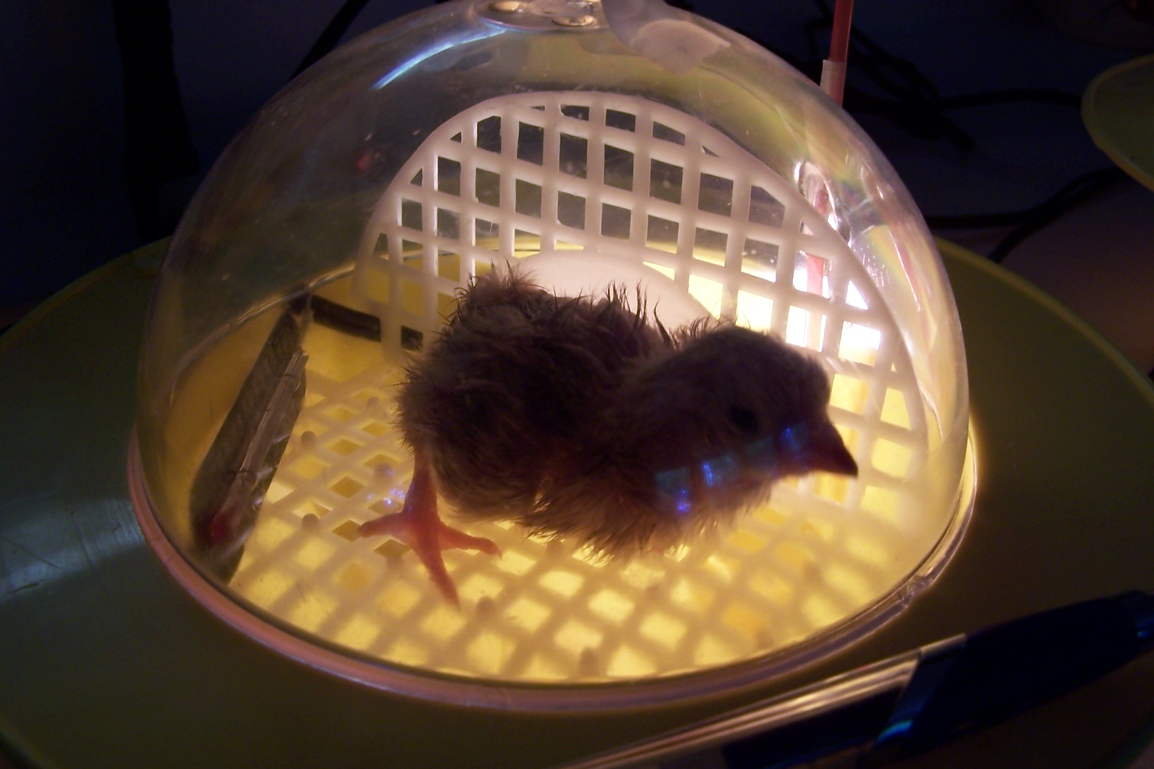 Emergency care for Saran Wrap...who got shrink wrapped in her membrane when I rescued her sister from falling out of the nest and getting chilled...I disturbed mom at the wrong time!