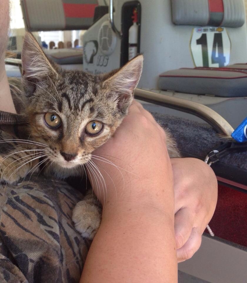 Emma finally found a new home :) what a great kitten