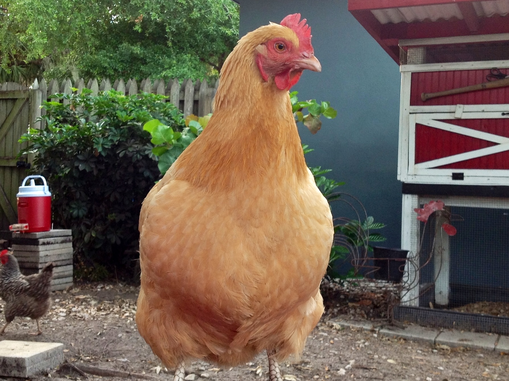 Emma, my puffy and fluffy BO
