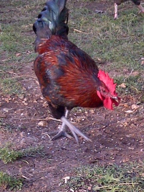 Emmett the Opera singing rooster. He has a lovely voice, but thinks he a hen?