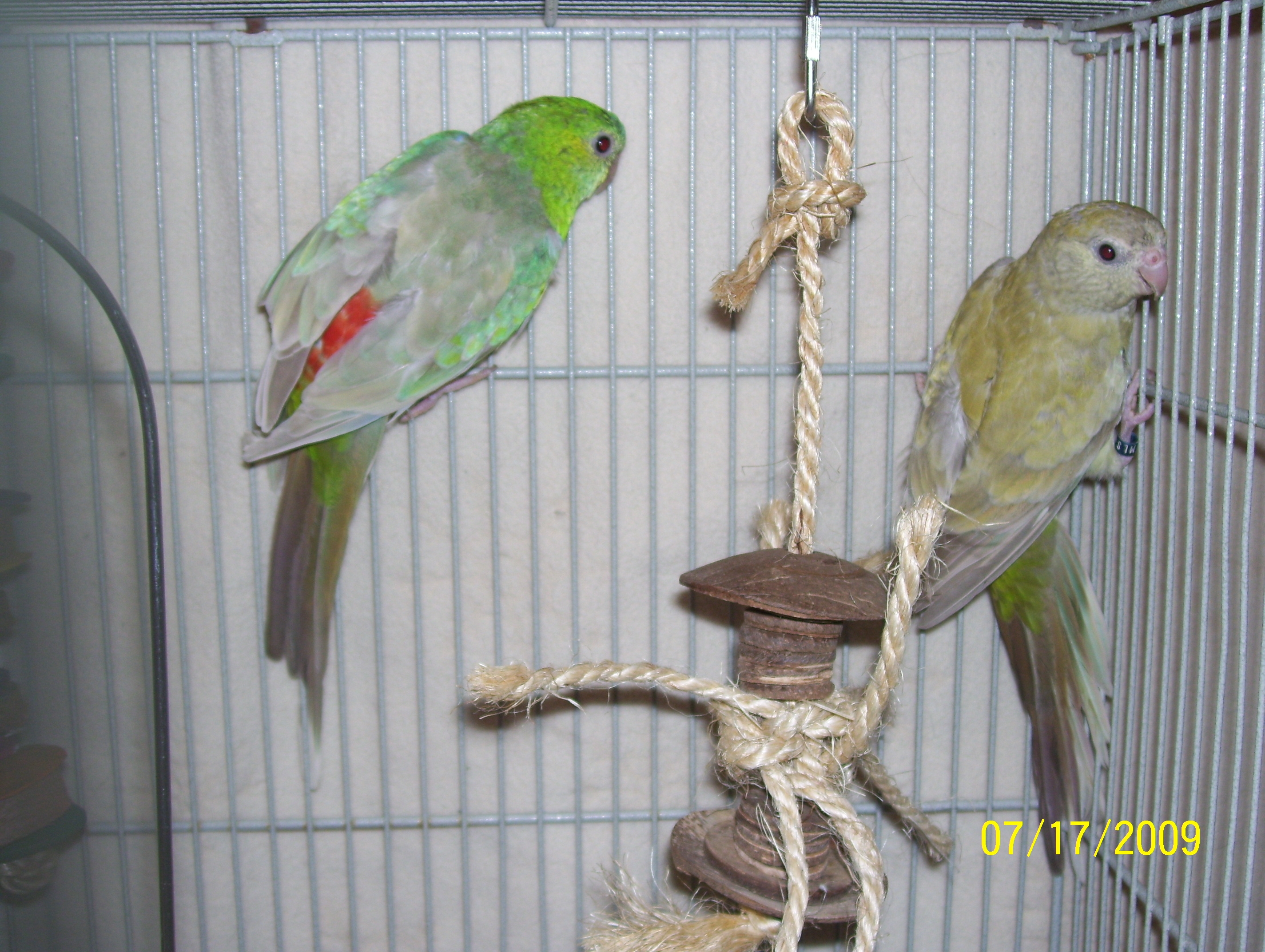 Emmette and Rosalie Cinnamon mutation Red Rump Parakeets. I don't know what happened, if she was egg-bound, but Rosie started acting strange then she was gone.