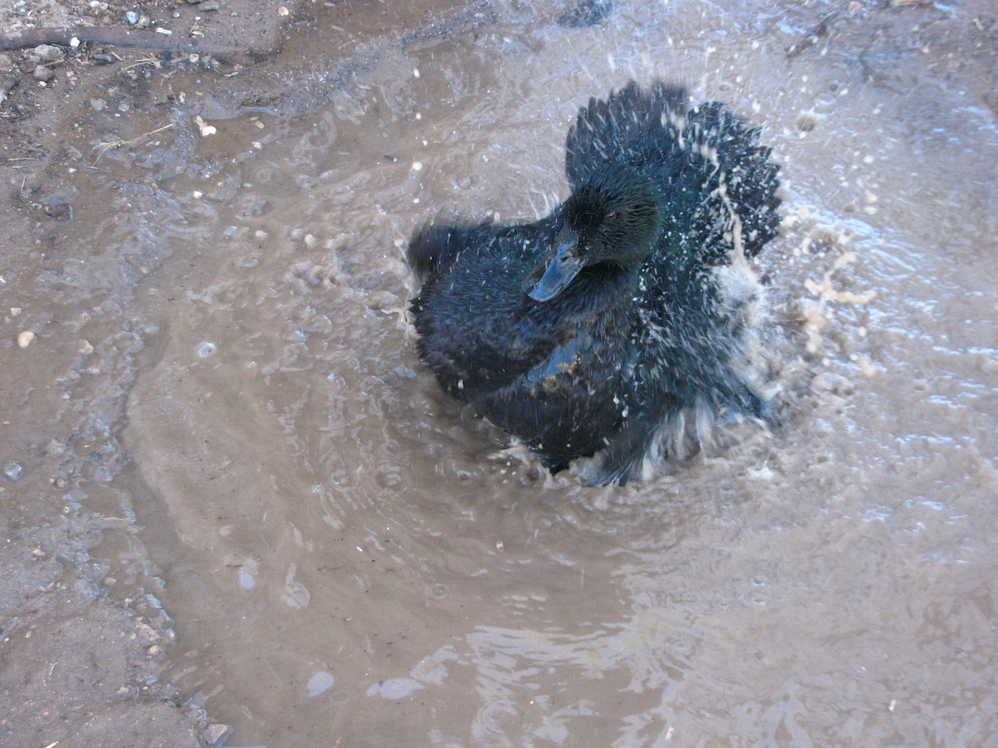 Emmy Splashing