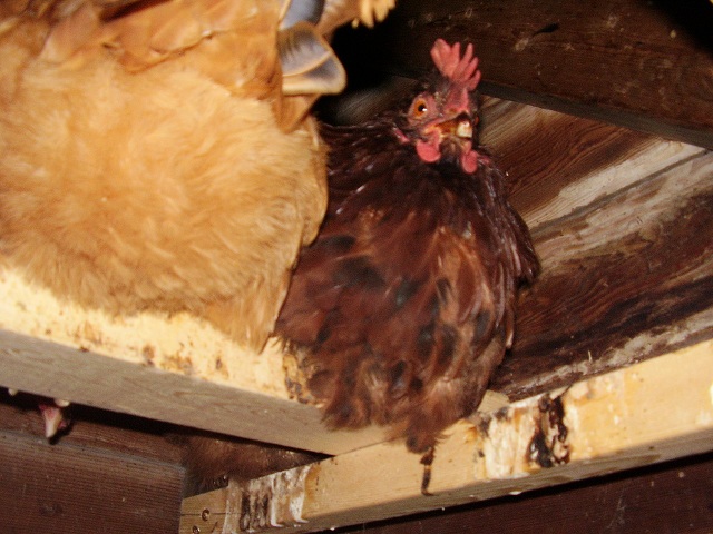 Emo Chicken (Weird name, I know. It was her nickname two years ago when she was the outsider hen, and the nickname just stuck)
