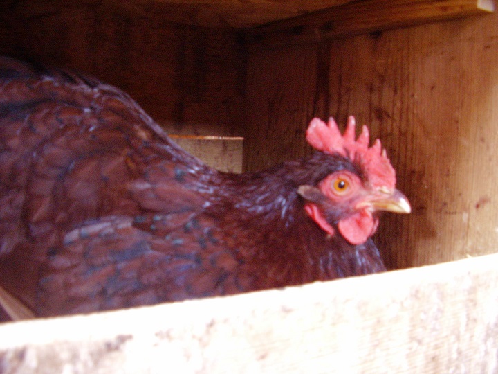 Emo Chicken