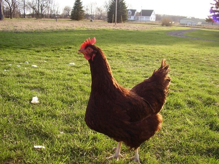 Emo Chicken