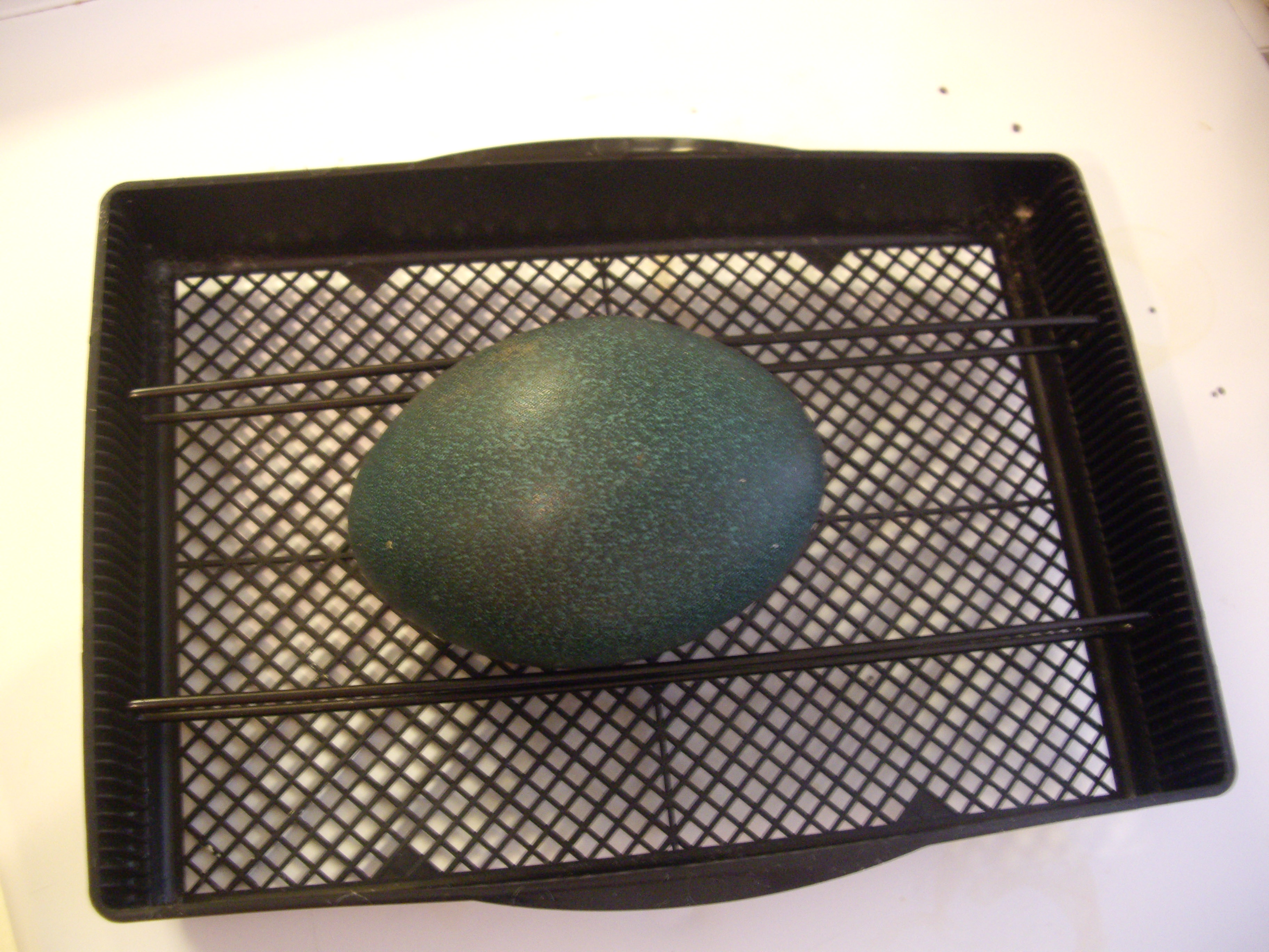 emu egg