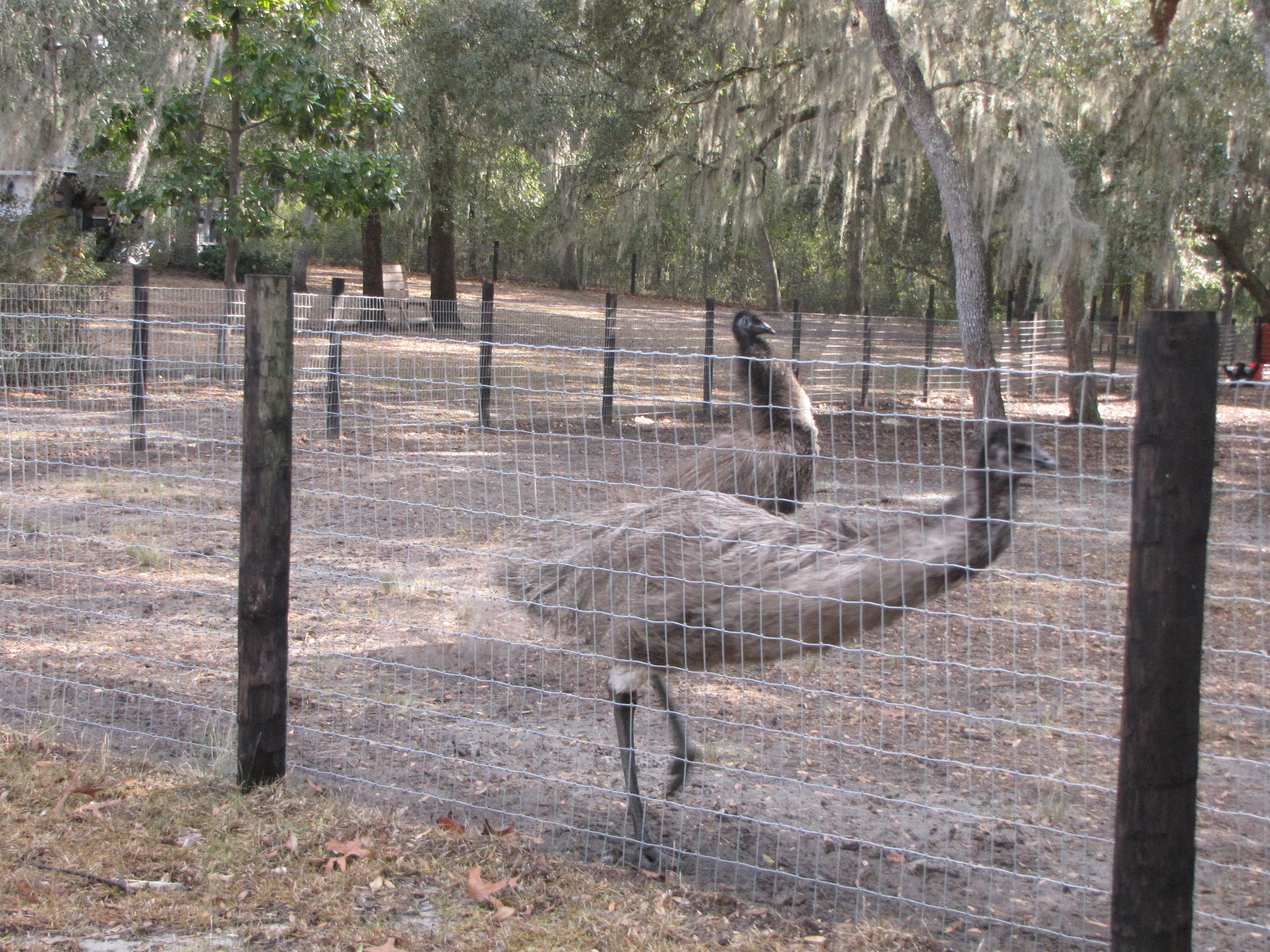 Emu on the run.