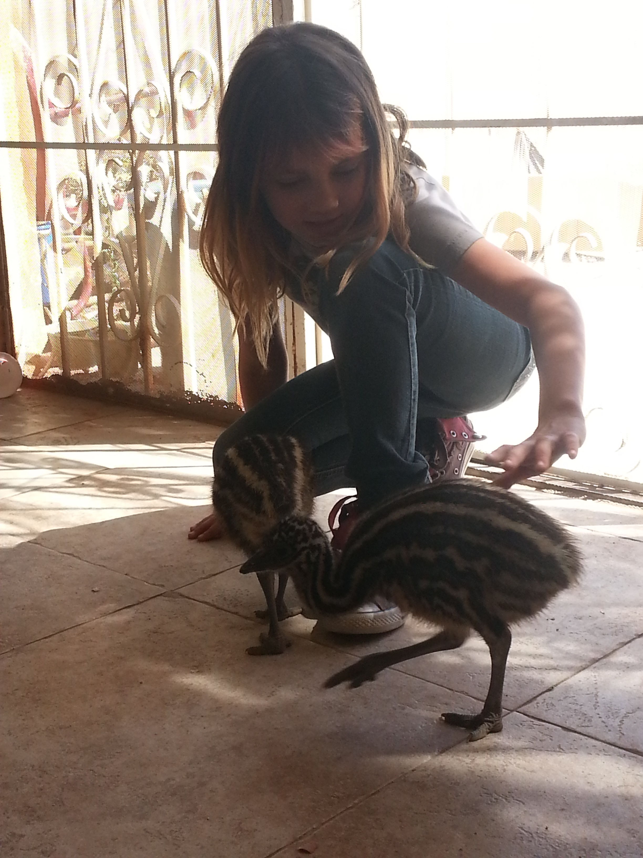 Emus as babies they were about 18 inches tall. This picture was taken April 12, 2013