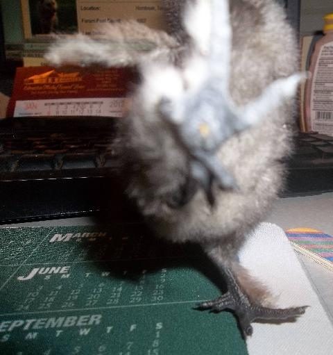 emvickrey Karate Chick