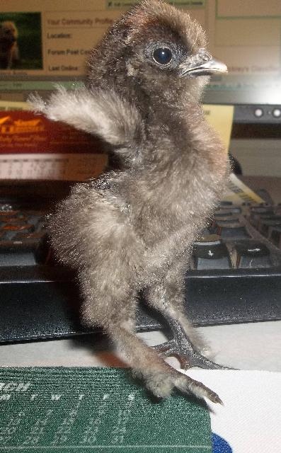 emvickrey Ninja Chick