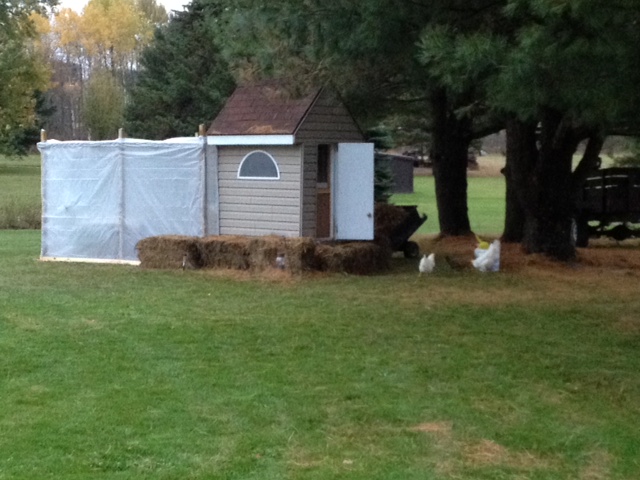 Enclosing run for winter.  Also place straw bales around bottom of coop
