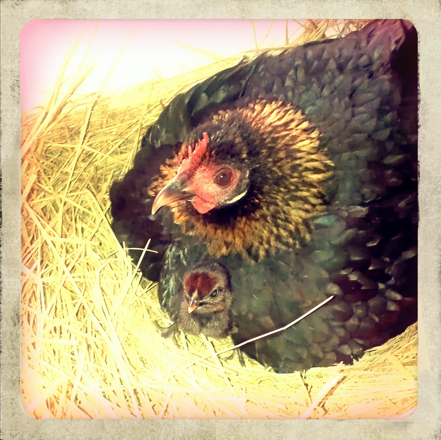 English Bantam with new born chick
