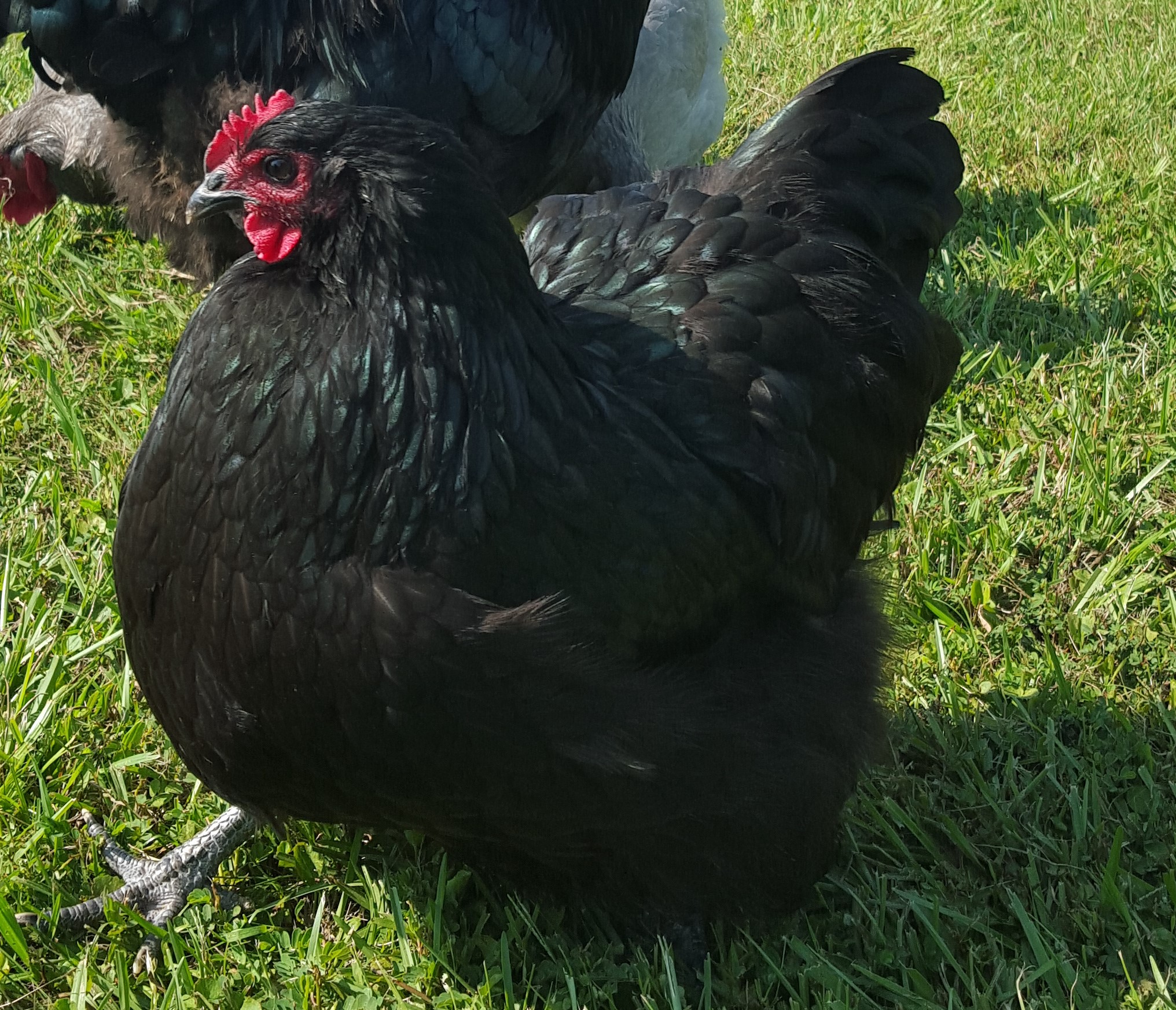 English Black Orpington