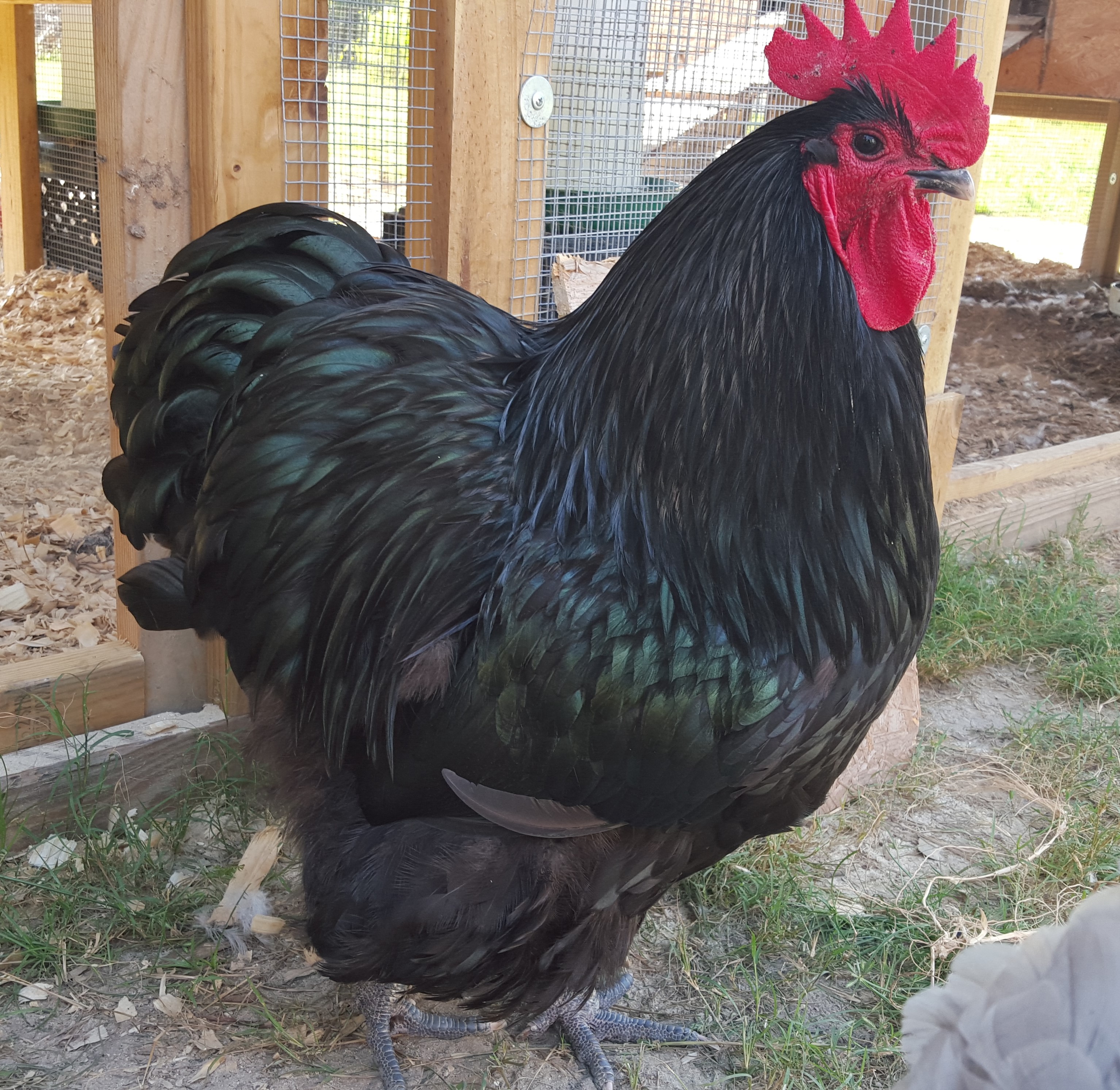 English Black Orpington