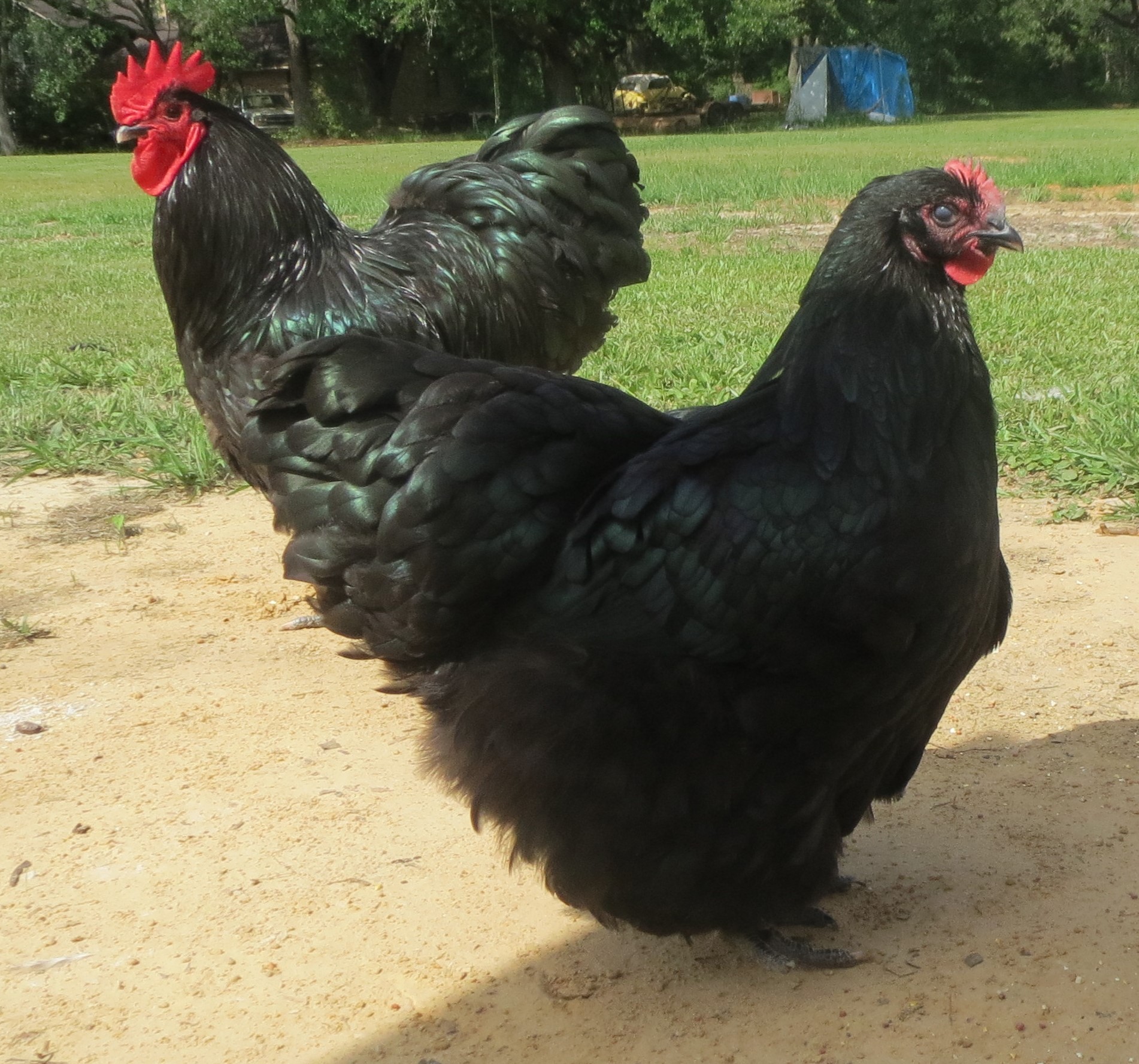 English Black Orpington