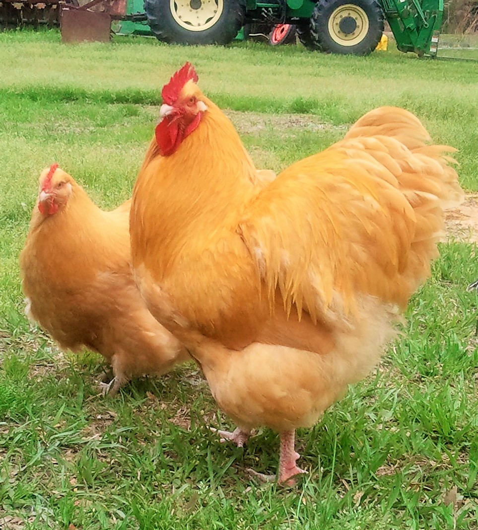 10 Fascinating Reasons to Raise Buff Orpington Chickens