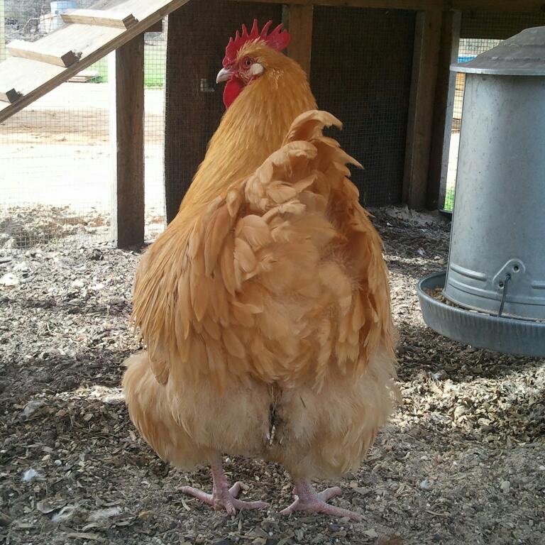 English Buff Orpington Rooster