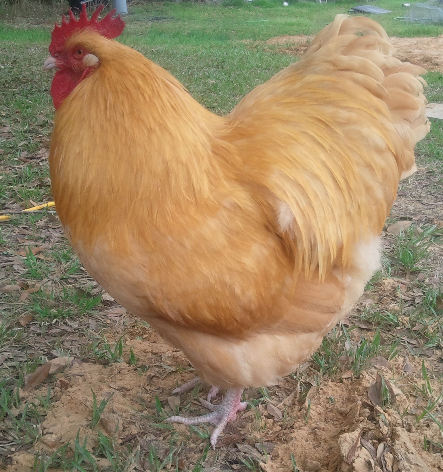 English Buff Orpington Rooster