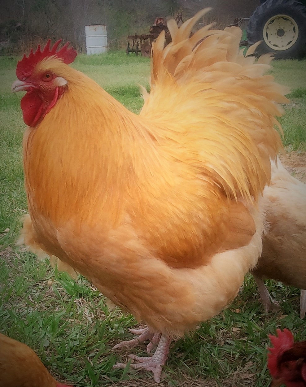 English Buff Orpington Rooster