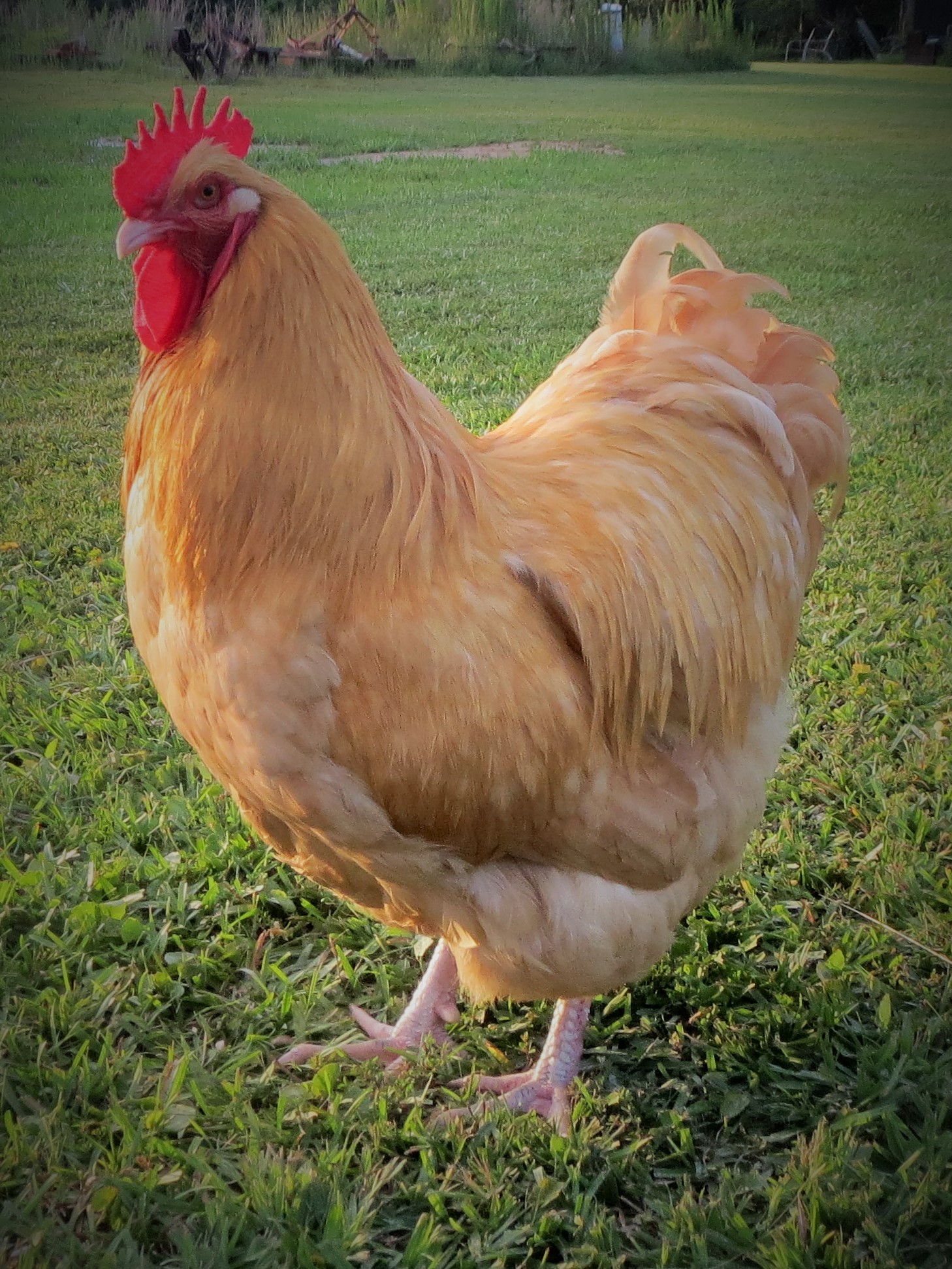 English Buff Orpington