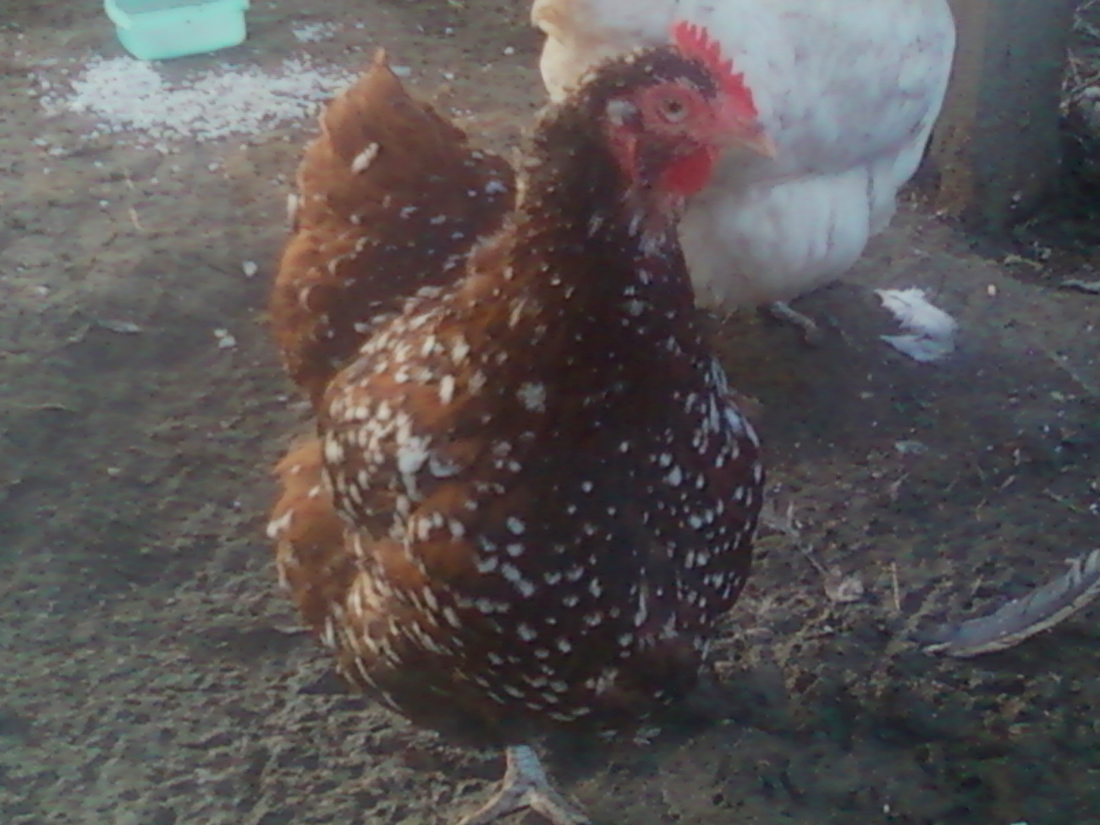 English Jubilee  Orp Hen