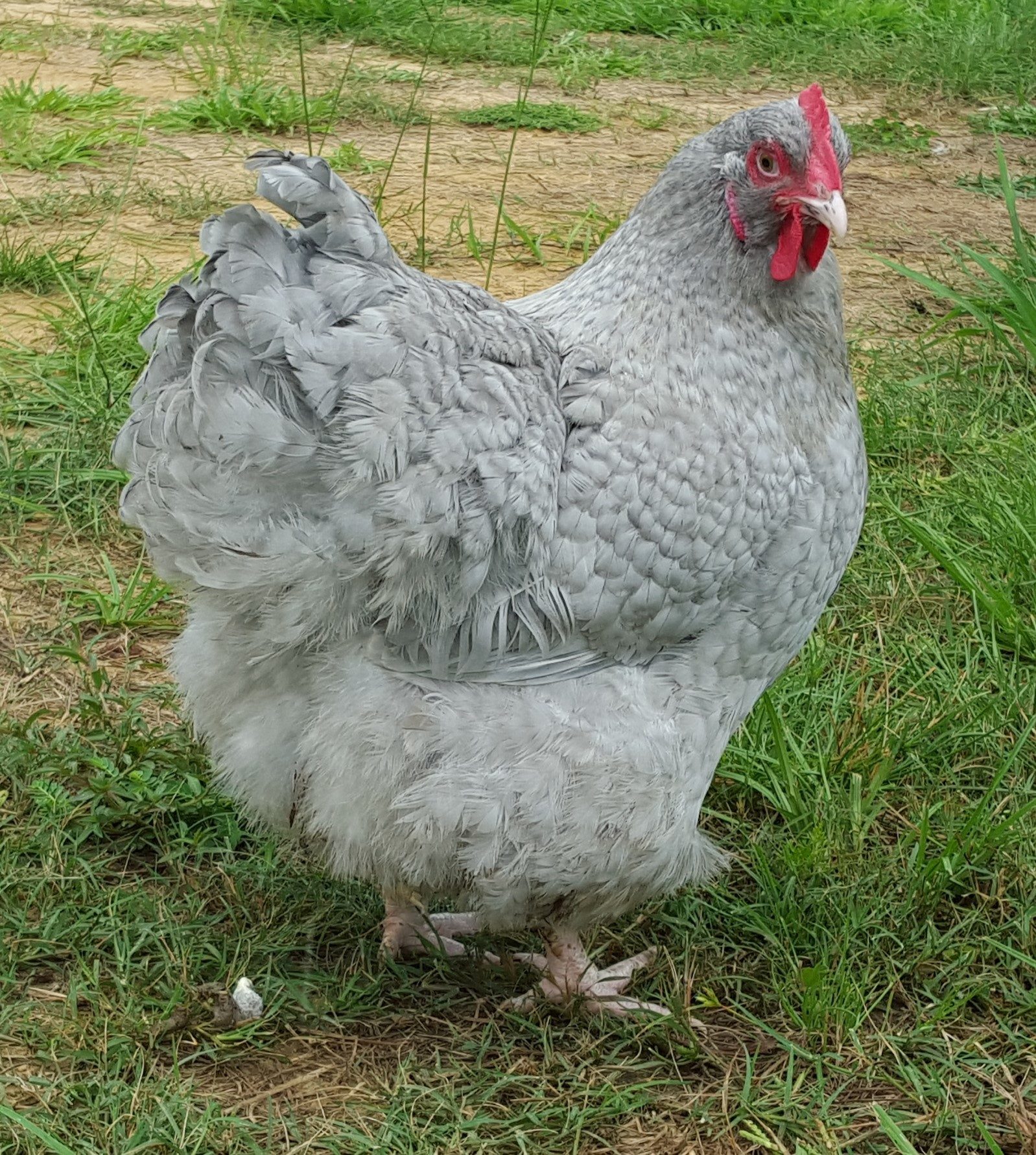 English Lavender Cuckoo