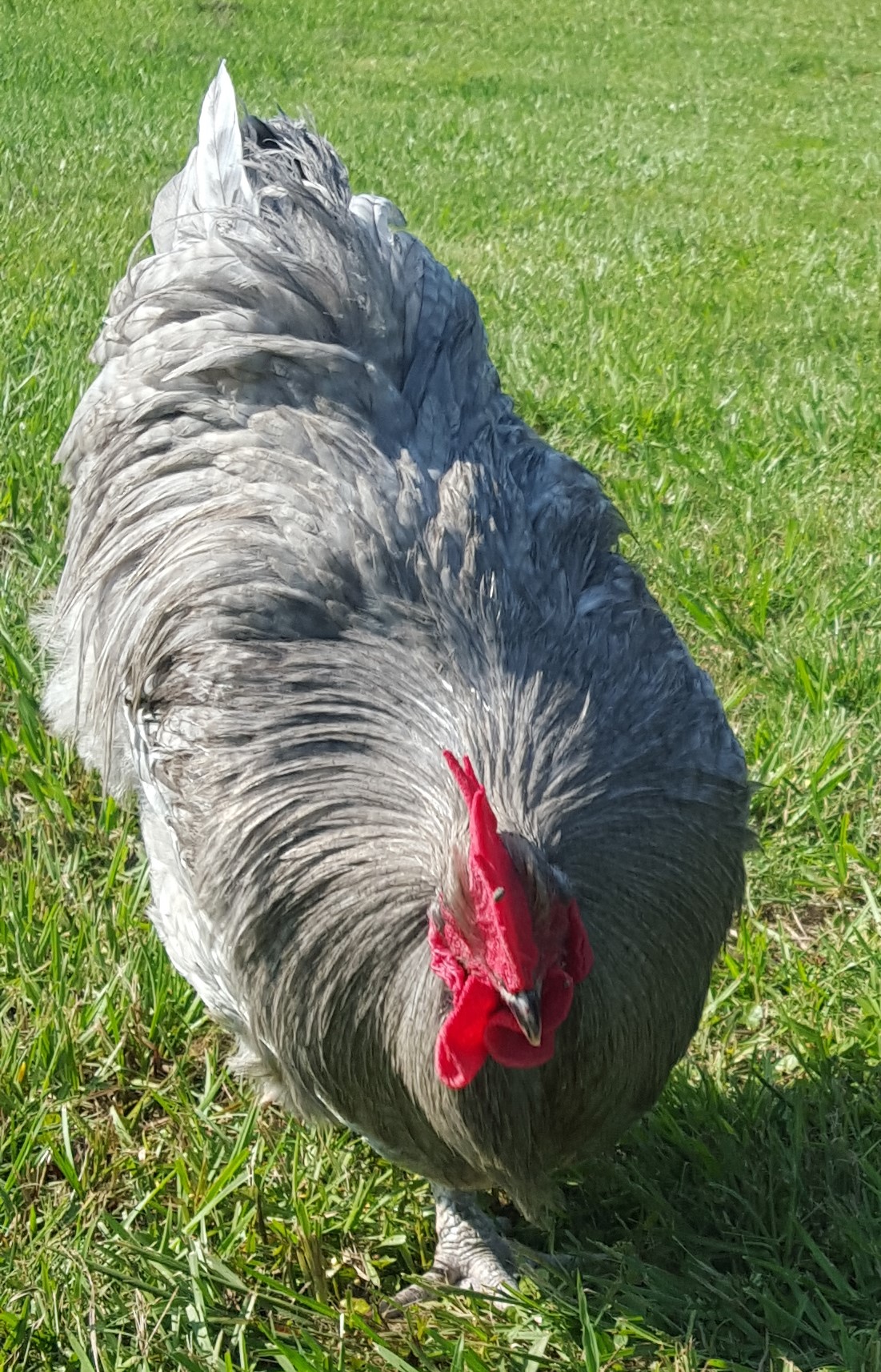 English Lavender Cuckoo