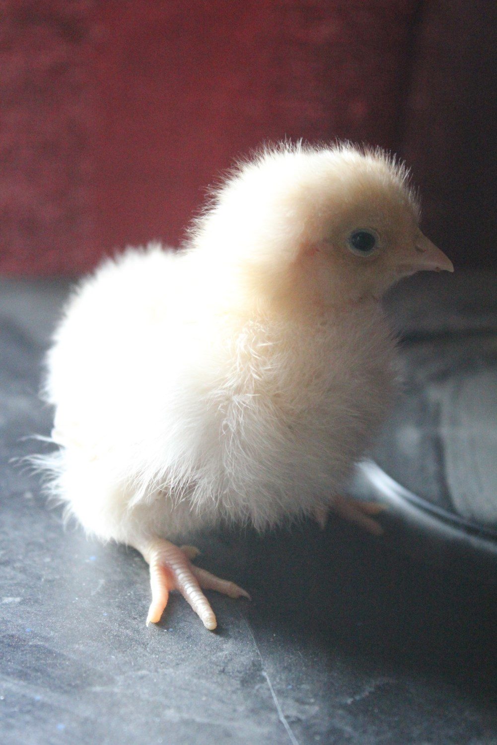 English Lemon Barred Cuckoo Orpington, 4-days old