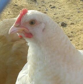 English Lemon Cuckoo Orpington - I believe this will be a hen, pretty sure only 1 roo in the bunch....