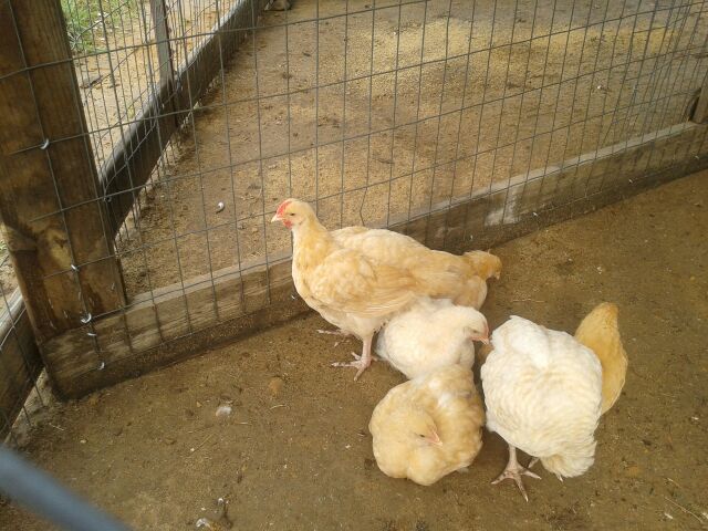 English Lemon Cuckoo Orpingtons