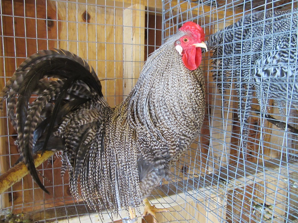 English Line Grizzly Hackle Bird -  11 months - Excellent quality cape and saddle. Long thin feathers and very full in the cape. Great Saddle with range of hackle size including a good number of micro-barb hackles
