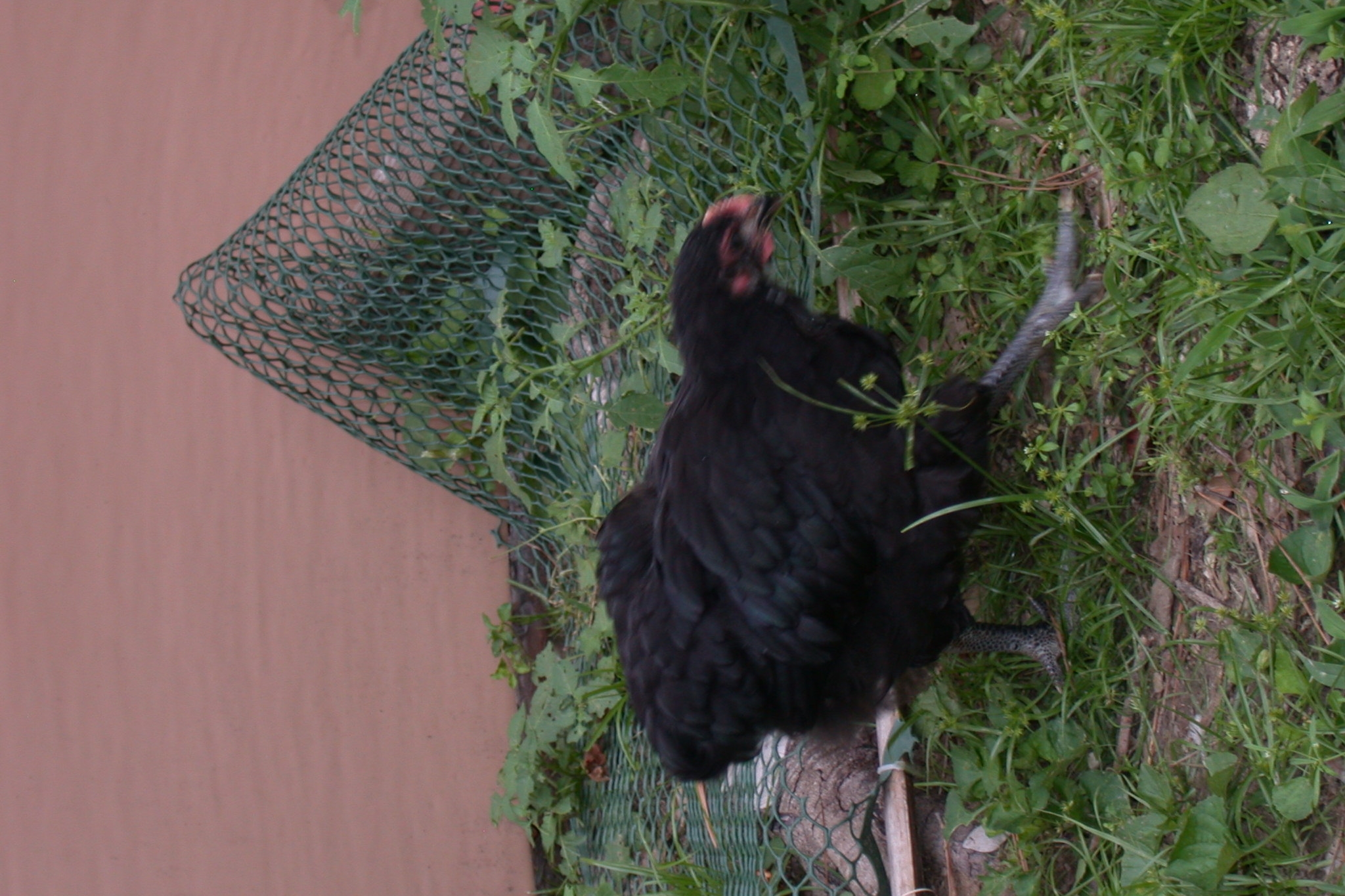 English Orphington designated OrpB at two months old