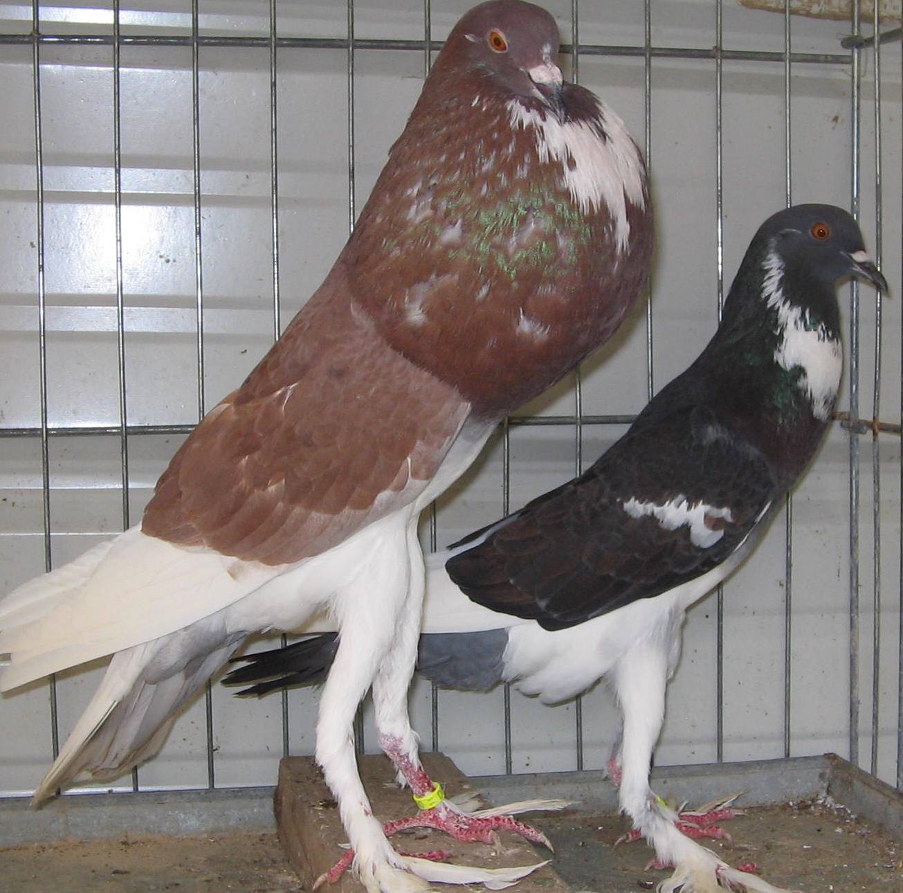 english pouter pair