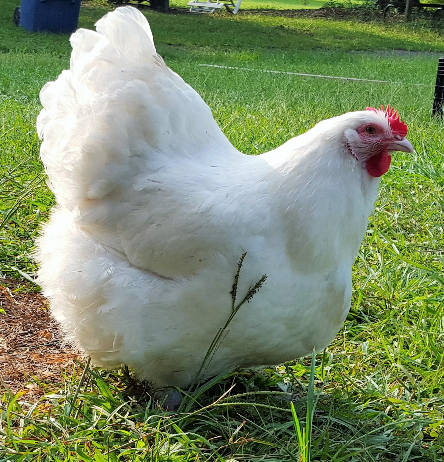 English  White Orpington