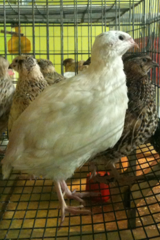 English White - Texas A & M line