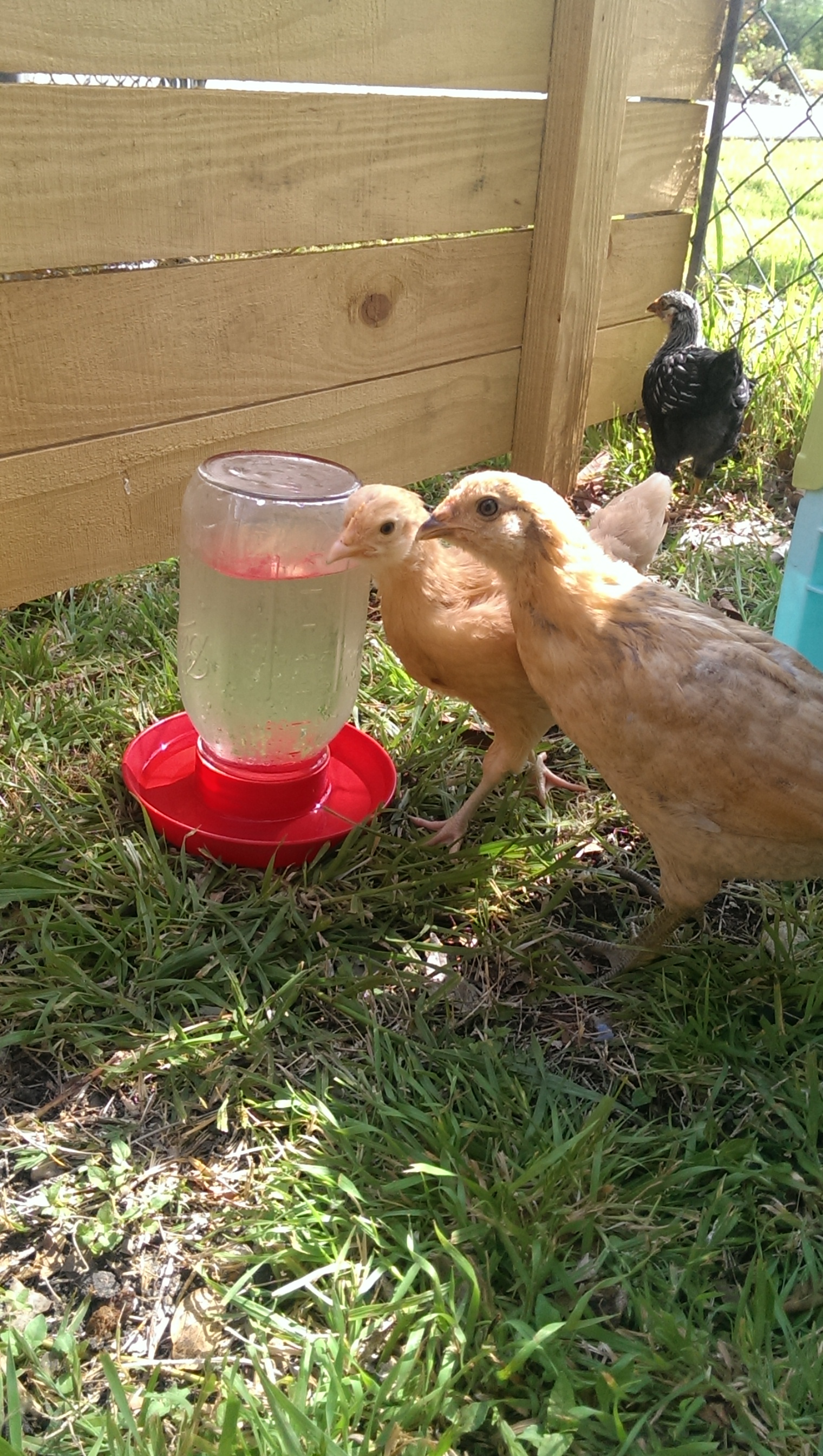 Enjoying 80 degrees, it was too chilly for them yesterday - our erratic Texas spring has been annoying for our coop building and chicken run assembling. These girls are ready to be outside more.