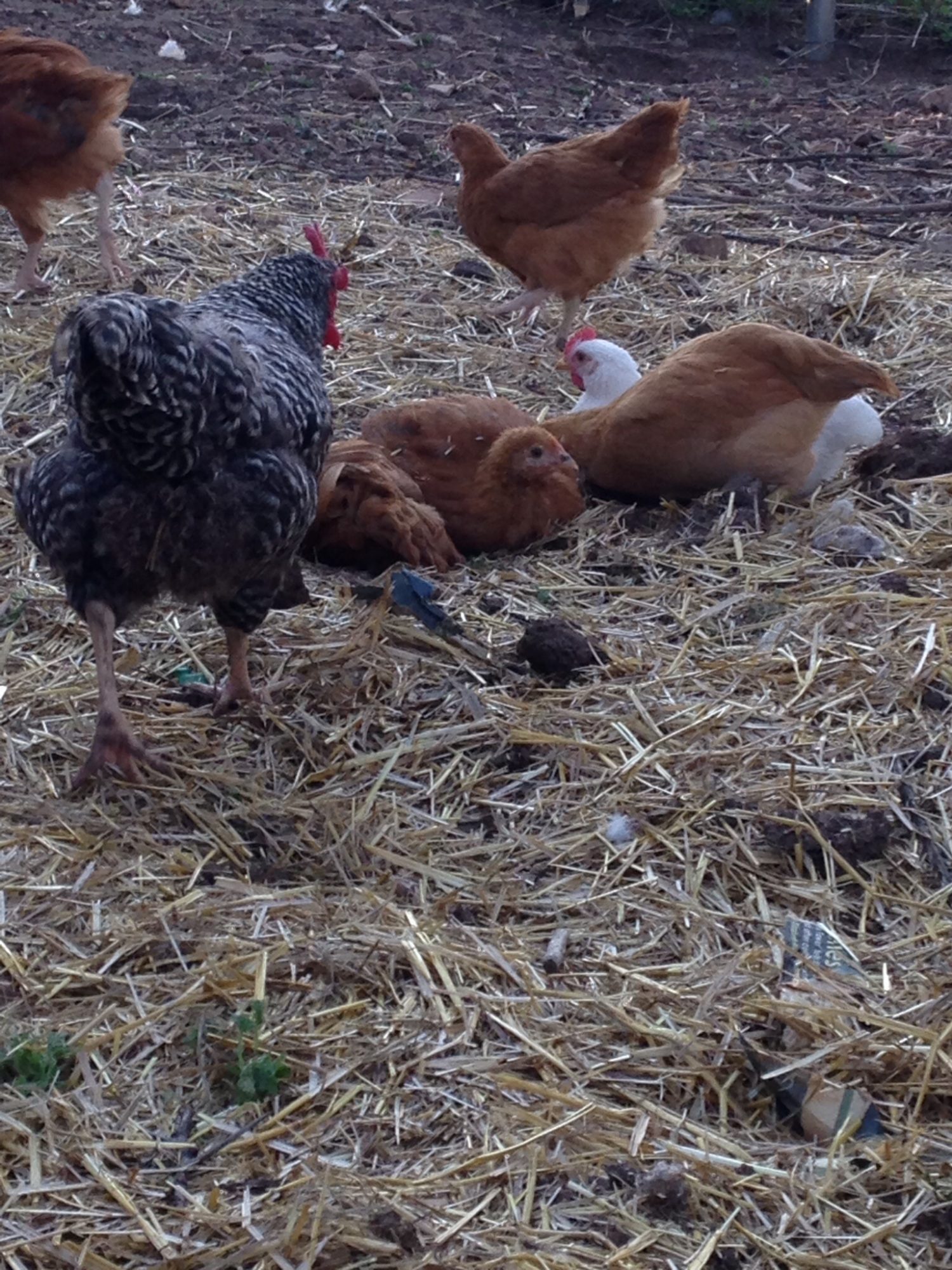 Enjoying a dirt bath until Pepper the BR came over and took over the spot. They are quickly learning they are at the bottom of the pecking order.