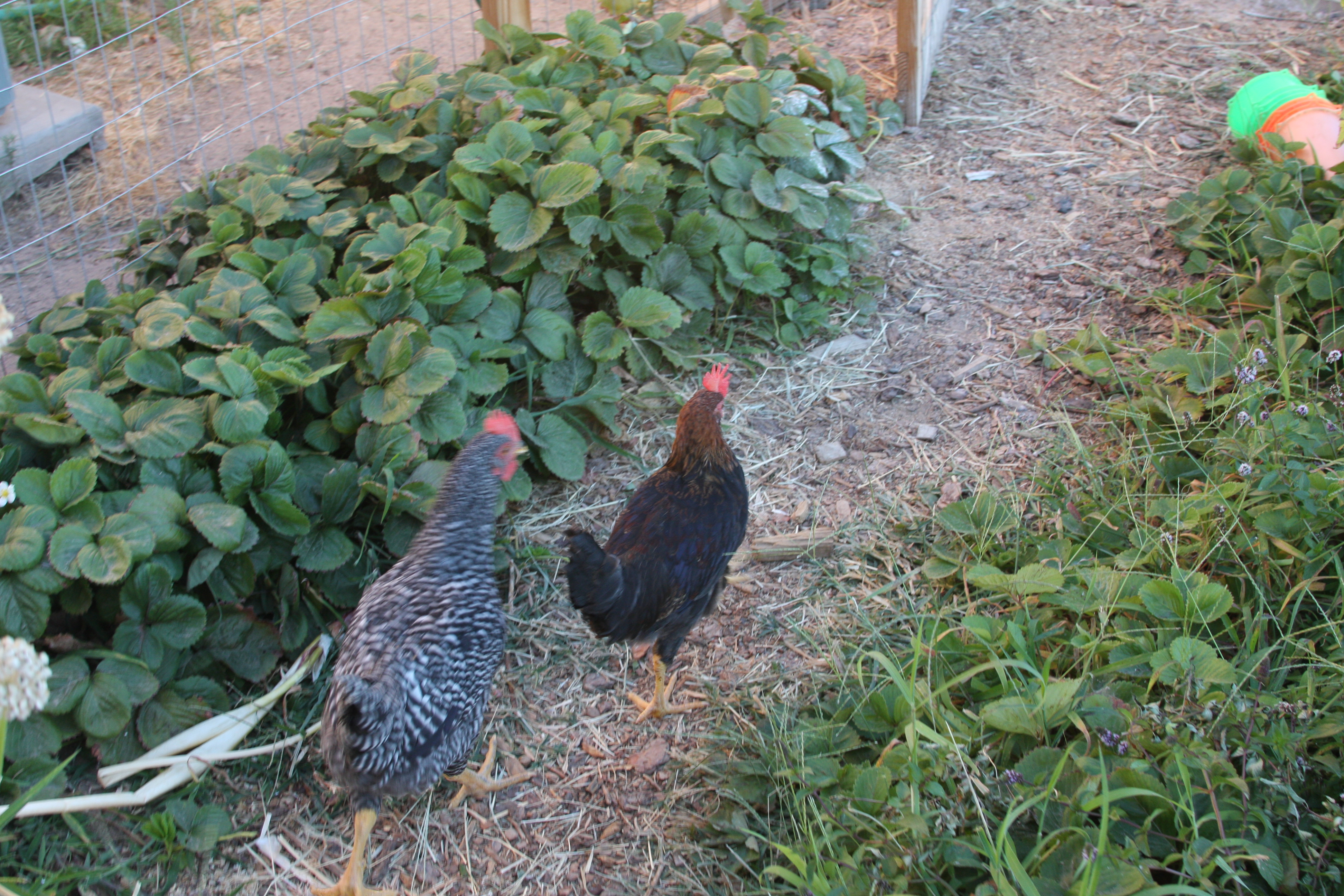 Enjoying a stroll in the garden.