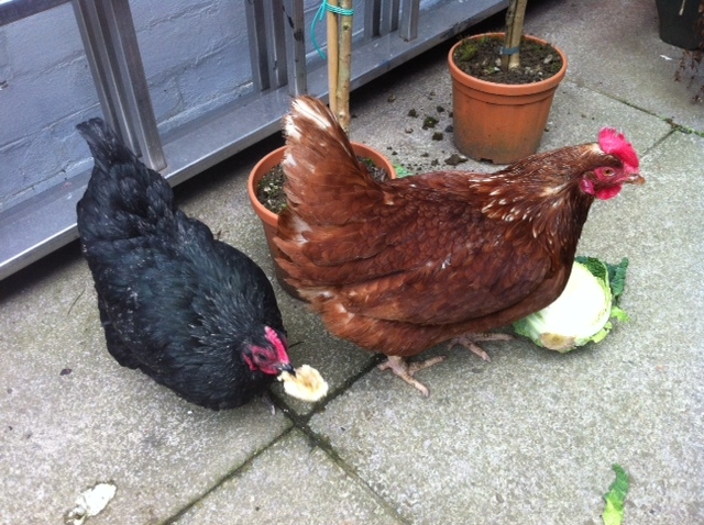 enjoying cabbage