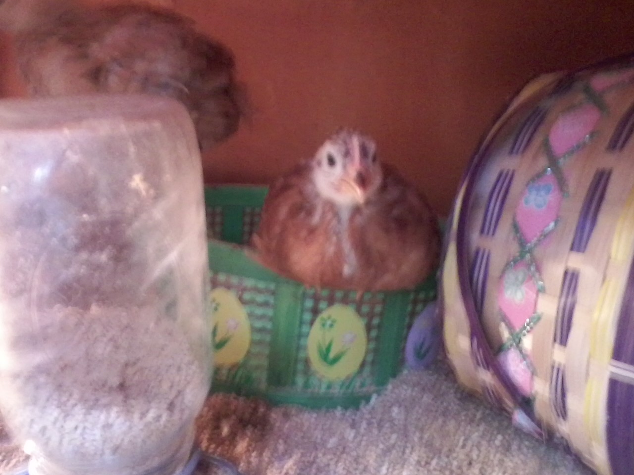 Enjoying Easter baskets from the local grocery!